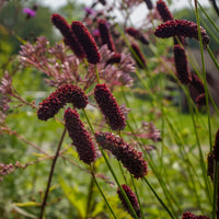Pimpernel - Pimpernel Purpurea - Sanguisorba tenuifolia Purpurea