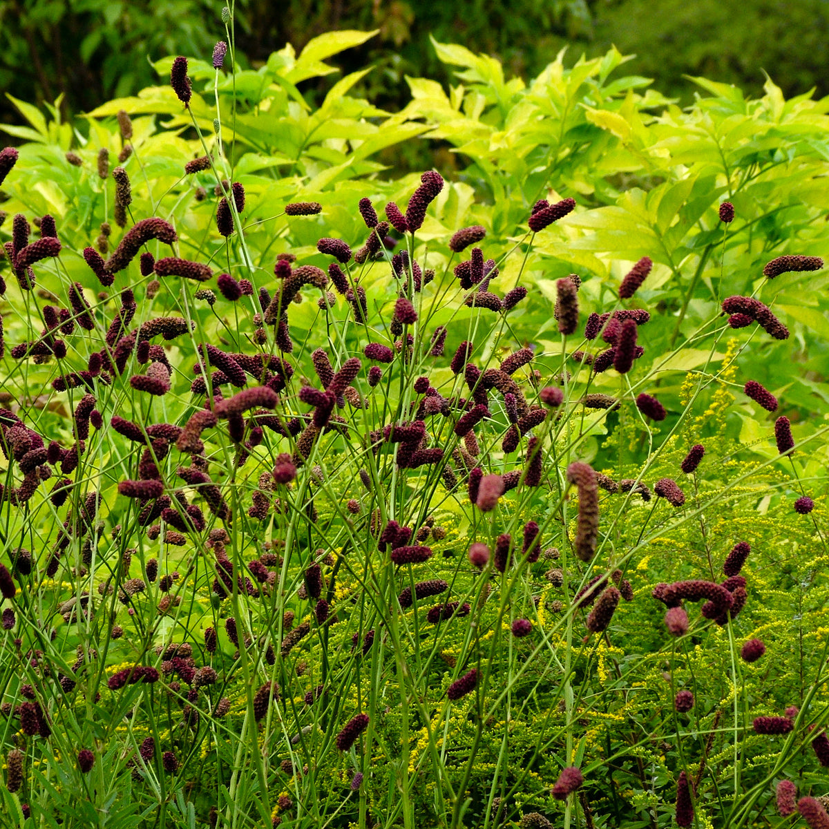 Pimpernel Purpurea - Sanguisorba tenuifolia Purpurea - Bakker