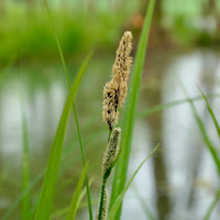 Carex acutiformis - Zegge Acutiformis - Zegge - Carex
