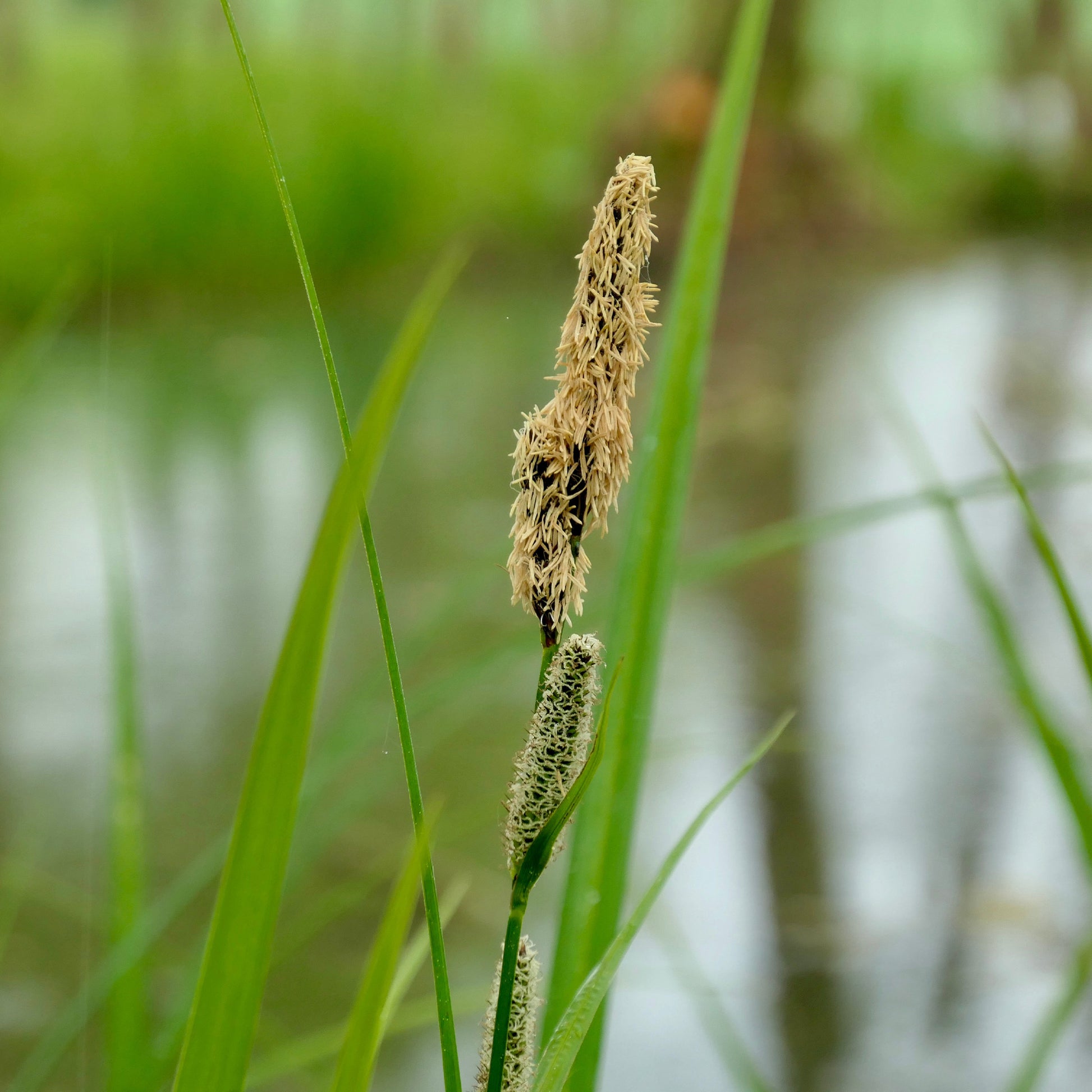 Carex acutiformis - Zegge Acutiformis - Zegge - Carex