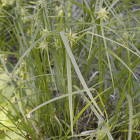 Carex grayi - Zegge Grayi - Zegge - Carex
