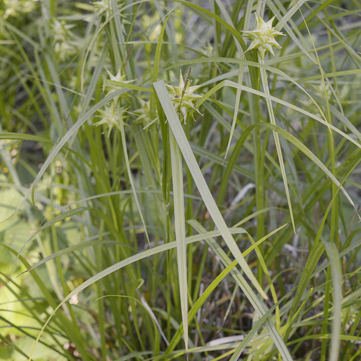 Carex grayi - Zegge Grayi - Zegge