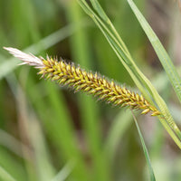 Zegge Riparia - Carex riparia - Bakker