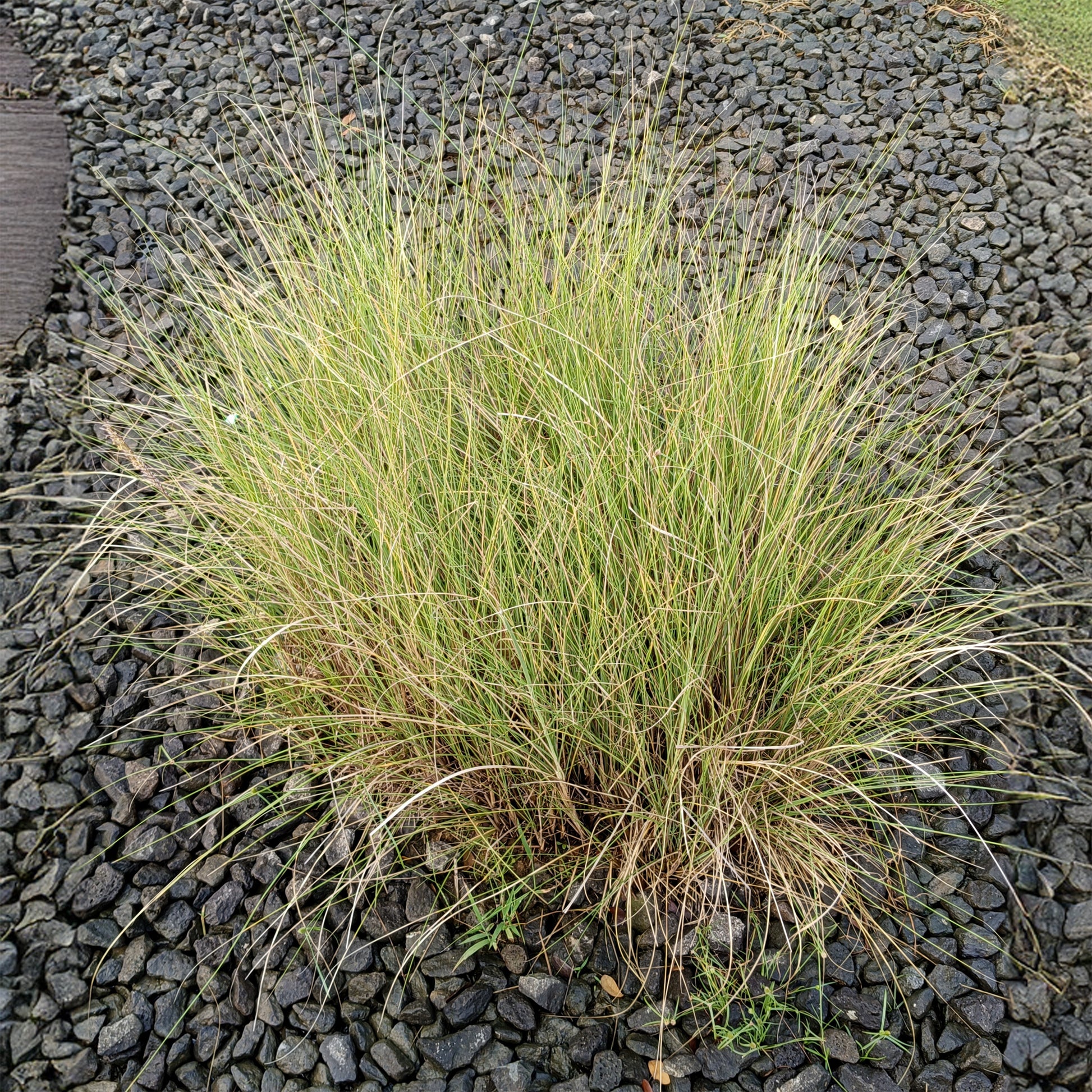 Liefdesgras - Bakker