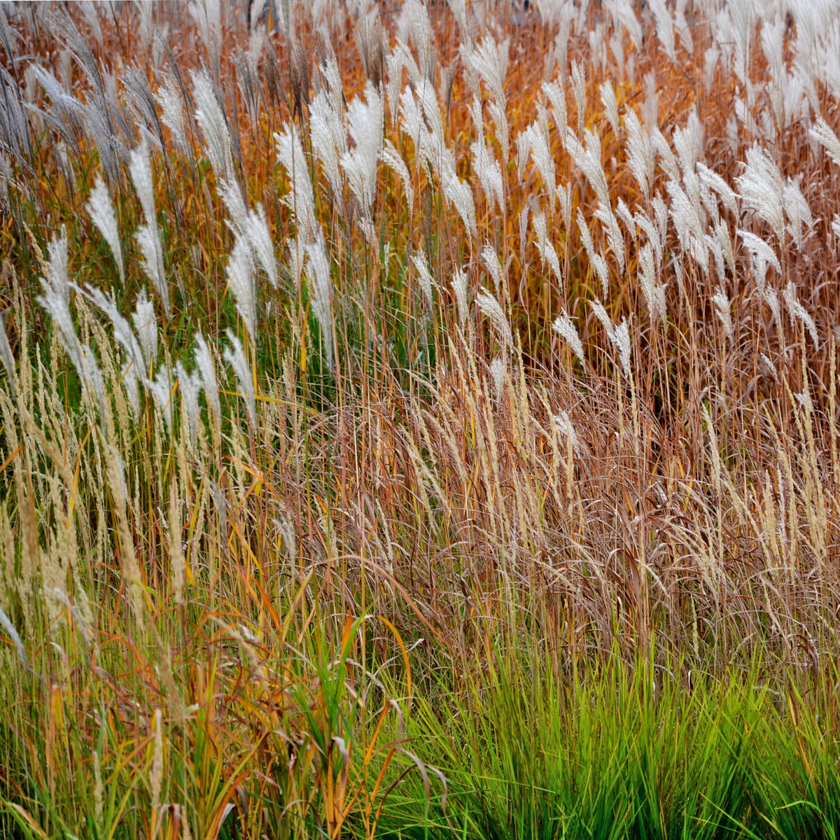 Chinees prachtriet Dronning Ingrid - Miscanthus sinensis Dronning Ingrid - Bakker