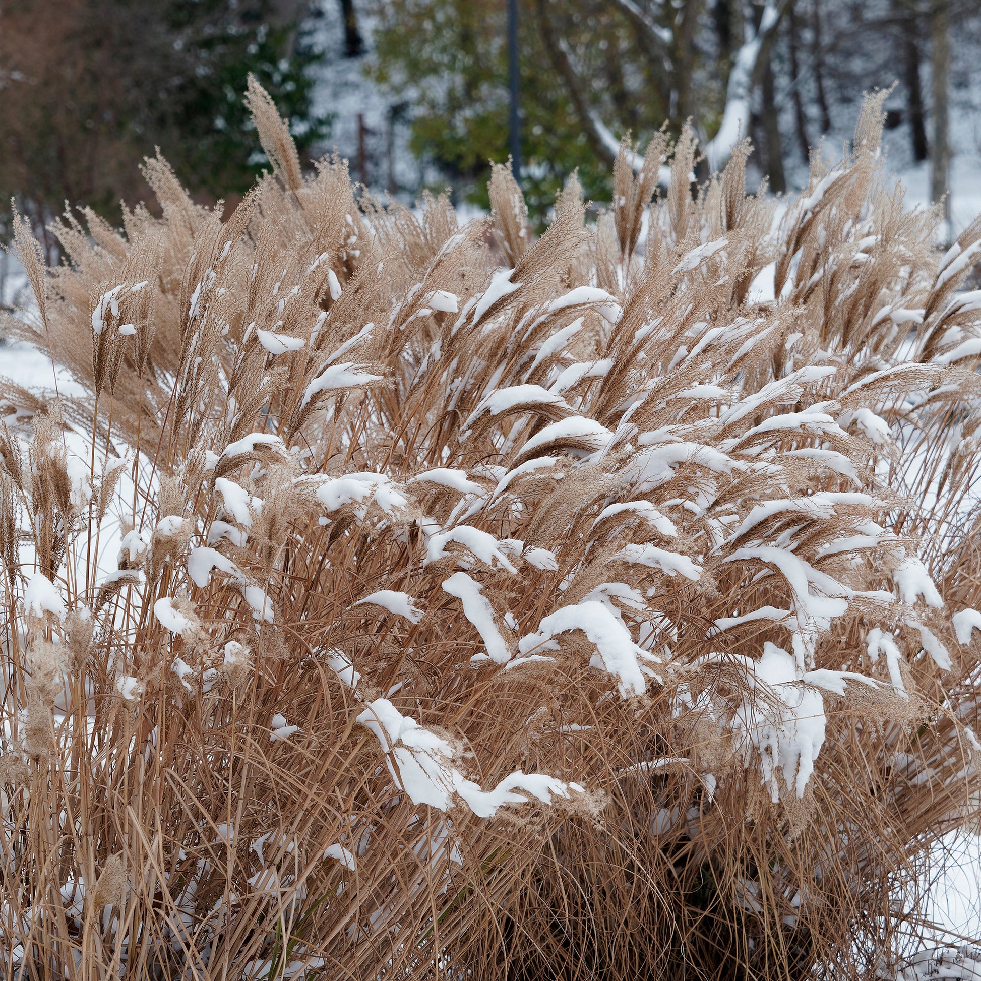 Verkoop Prachtriet Kaskade - Miscanthus sinensis Kaskade