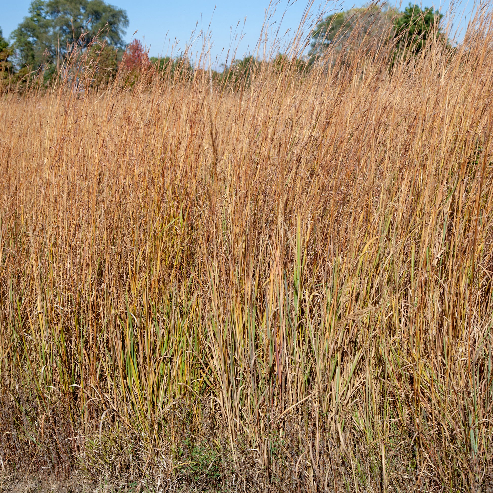 Klein prairiegras Wildwest - Schizachyrium scoparium Wildwest - Bakker