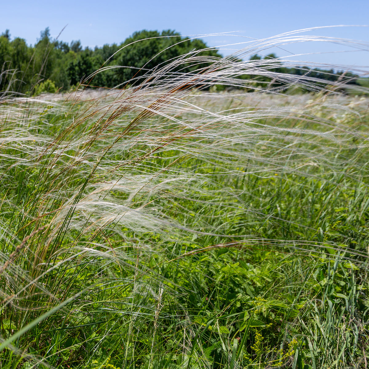Stipa - Vedergras pulcherrima - Stipa pulcherrima