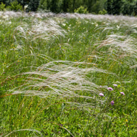 Vedergras pulcherrima - Bakker