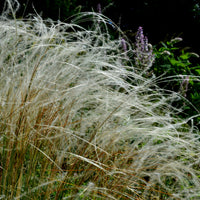 Vedergras pulcherrima - Stipa pulcherrima - Bakker