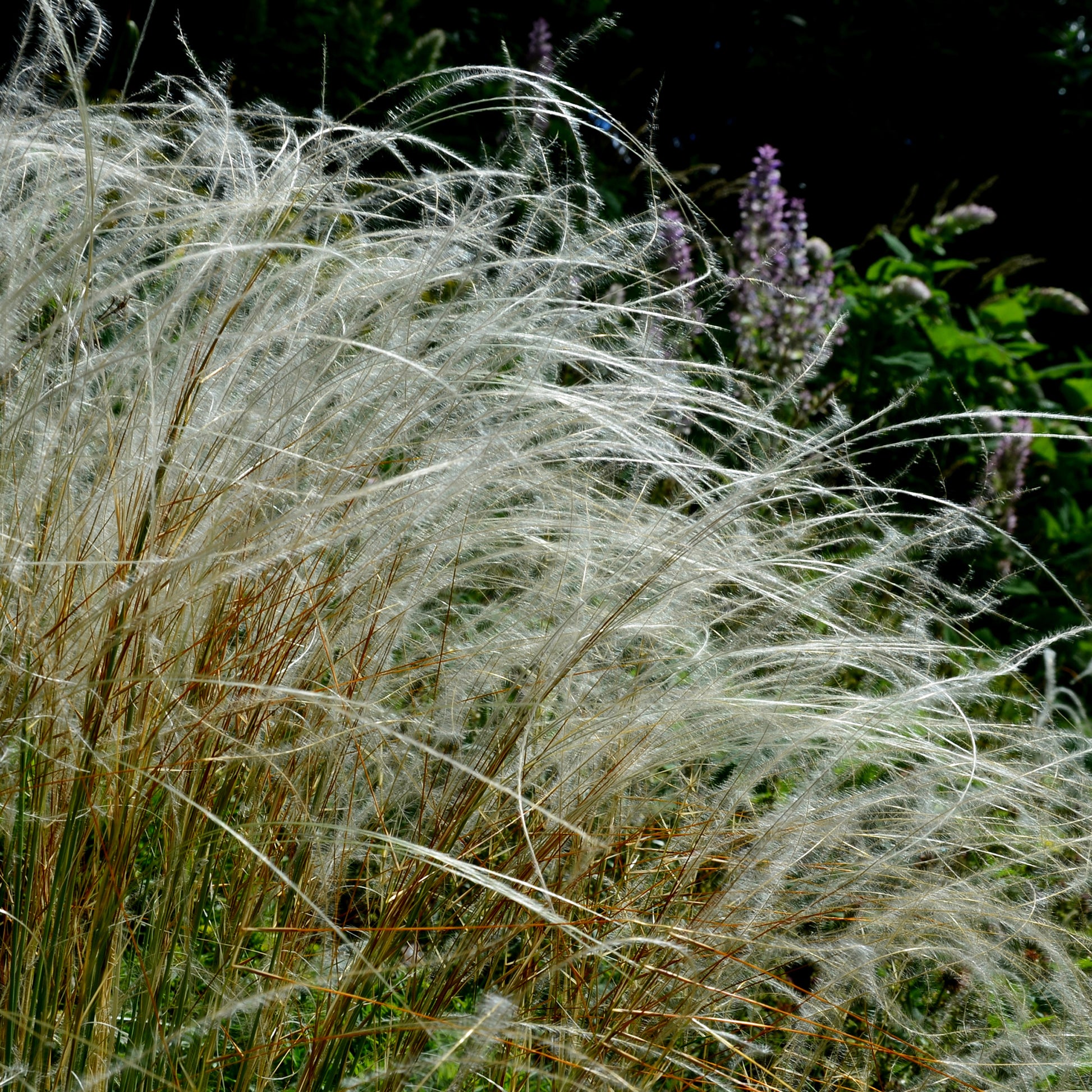 Vedergras pulcherrima - Stipa pulcherrima - Bakker