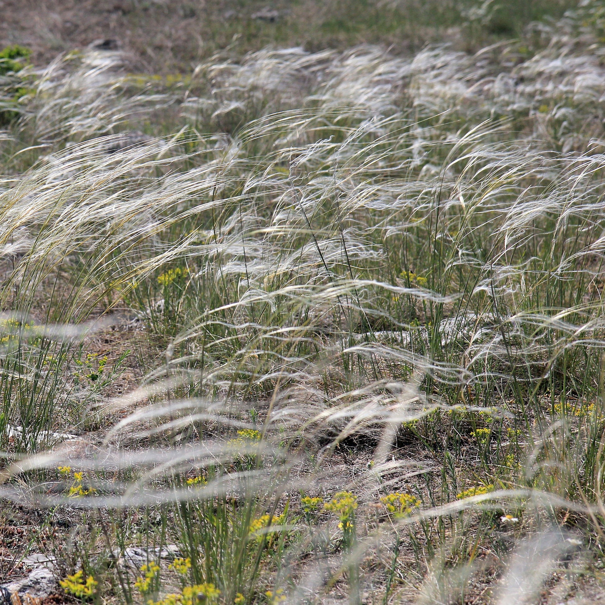 Stipa pulcherrima - Vedergras pulcherrima - Stipa