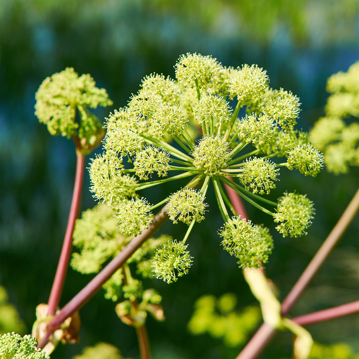 Grote engelwortel - Angelica archangelica - Bakker