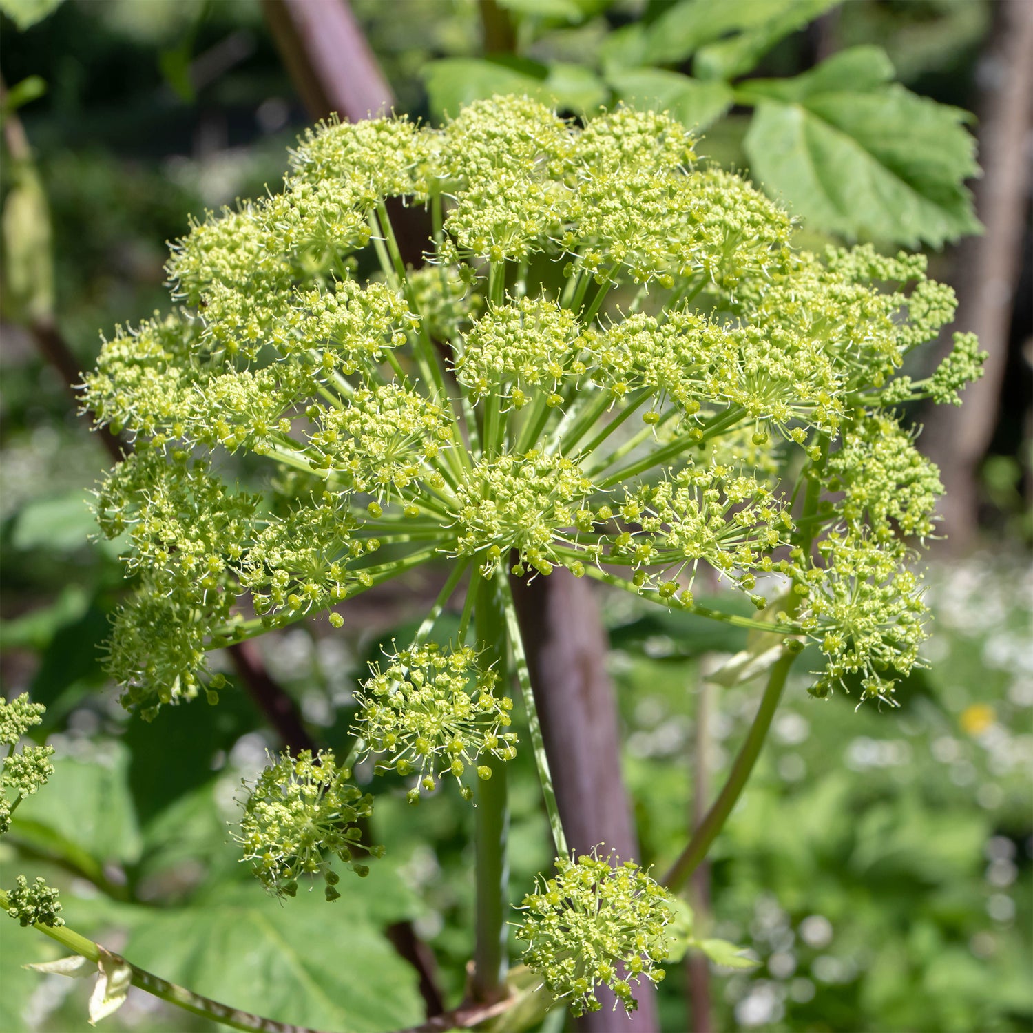 Angelica - Engelwortel
