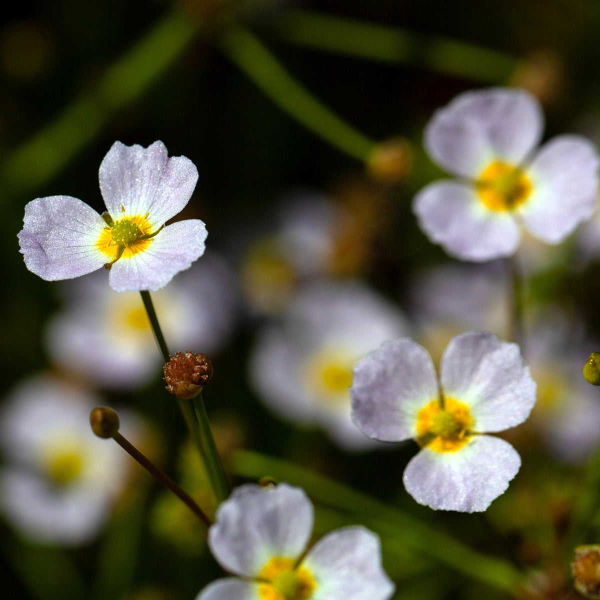 Baldellia ranunculoides - Bakker