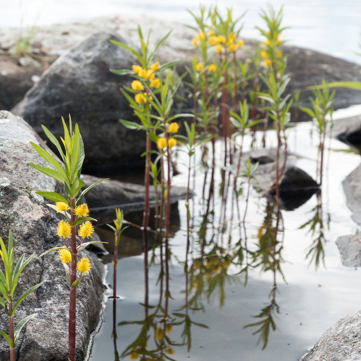Wederik Thyrsiflora - Lysimachia thyrsiflora - Bakker