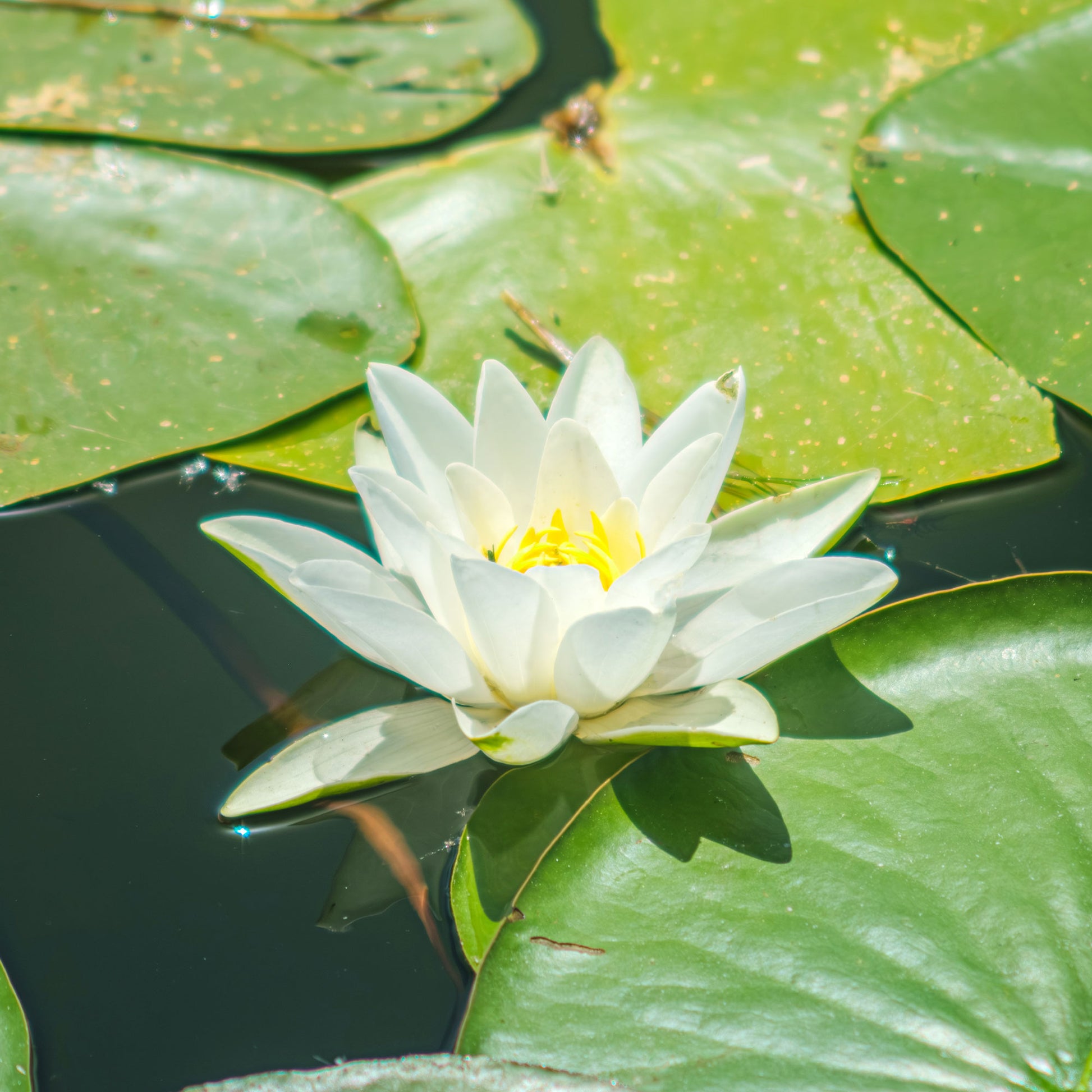Waterlelie 'Gladstoniana' - Nymphaea gladstoniana - Bakker