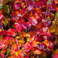 Aronia melanocarpa - Zwarte appelbes - Heesters