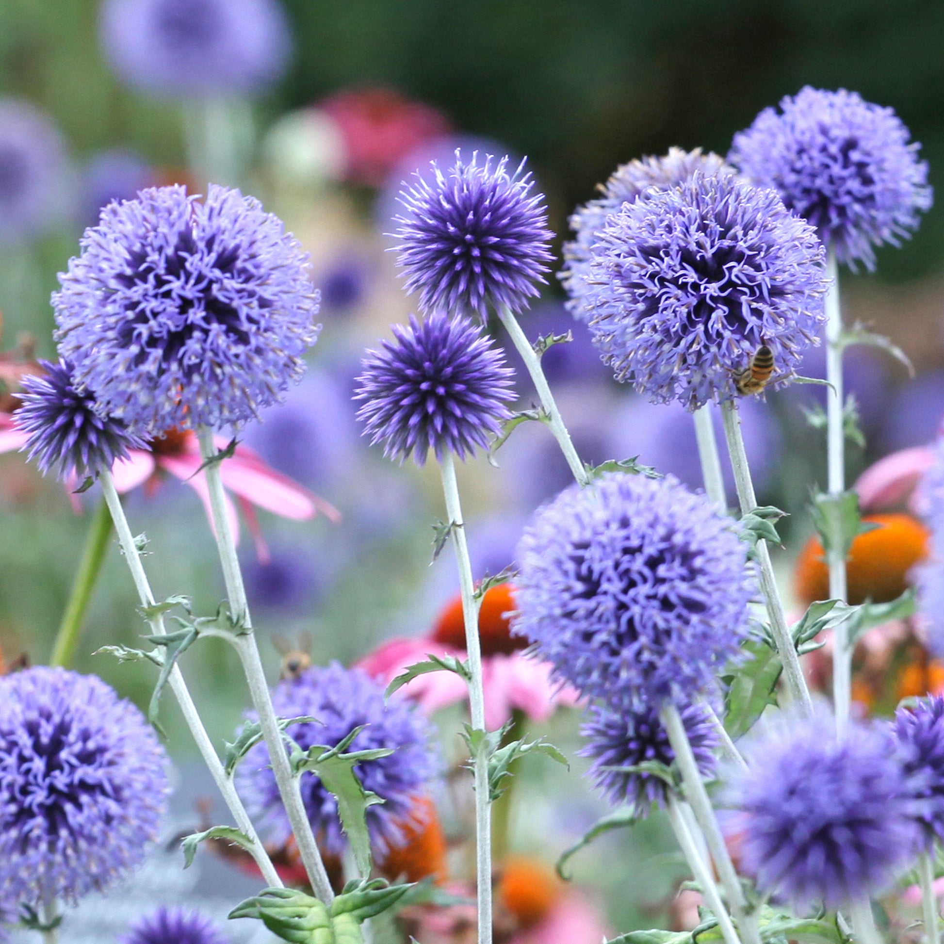 Verkoop Kogeldistel Vetritch Blue - Echinops ritro Veitch's Blue