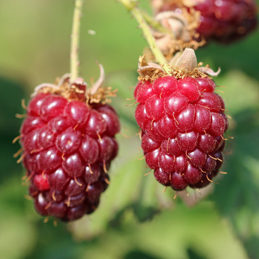 Loganbes - Rubus loganbes - Fruit