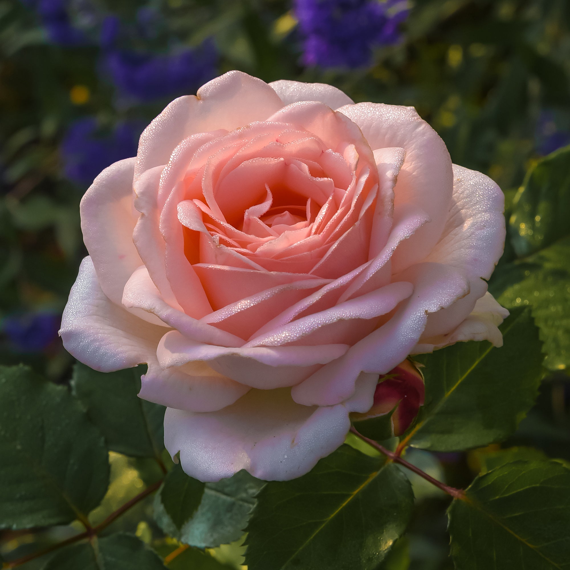 Roos Clair™ 'Renaissance'® - Rosa clair™renaissance ® | Bakker.com