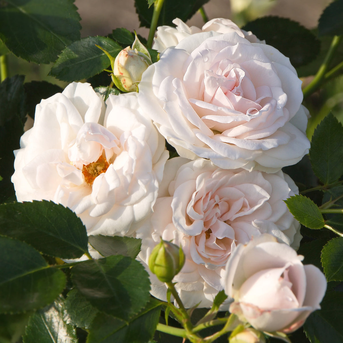 Roos 'Aspirin Rose'® - Rosa Aspirin Rose ® - Bakker