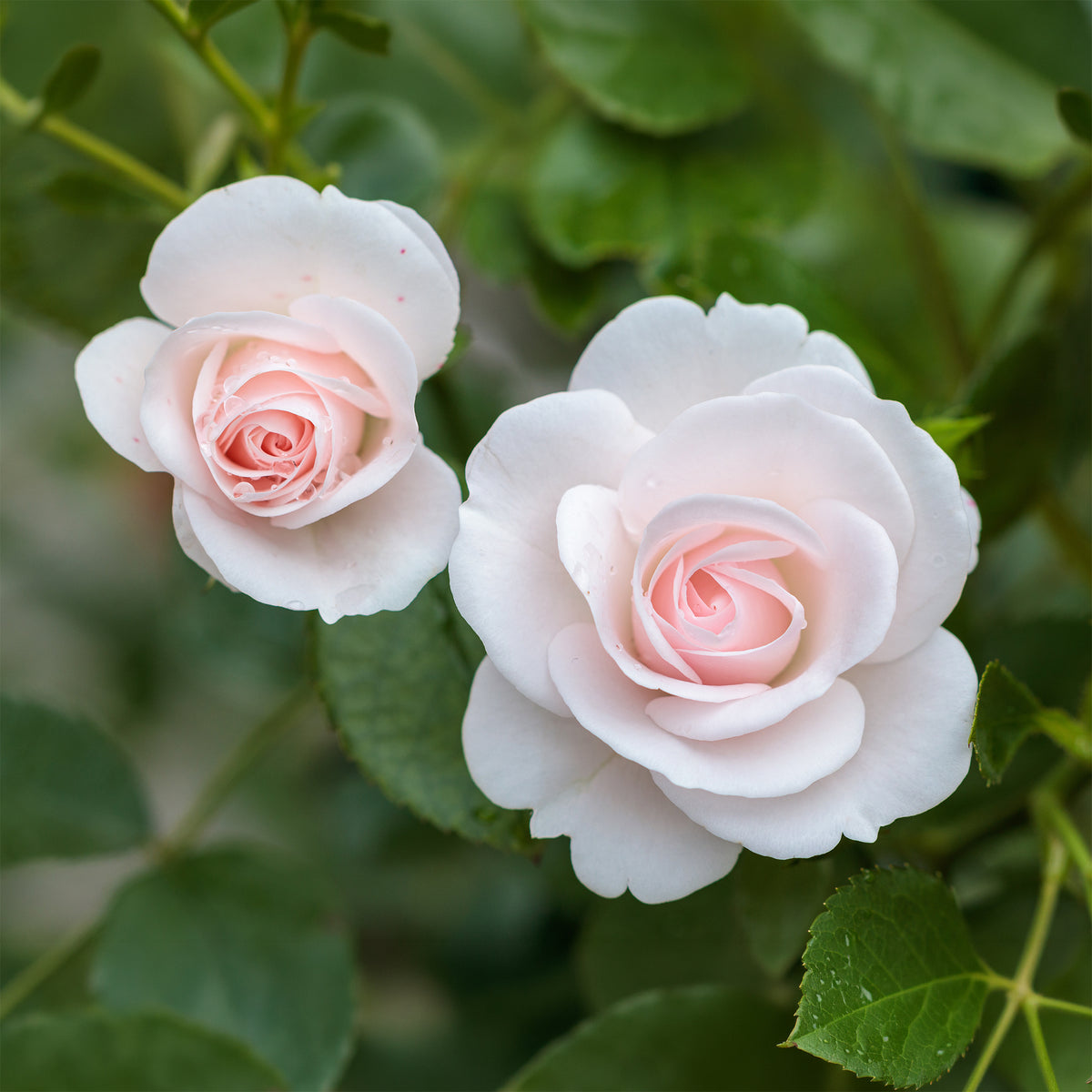 Roos 'Aspirin Rose'® - Bakker