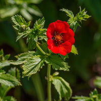 Rode ganzerik - Potentilla atrosanguinea - Bakker