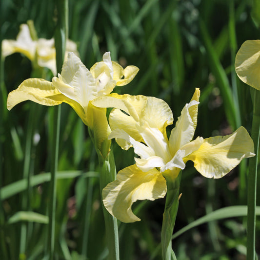 Siberische iris 'Butter and Sugar'