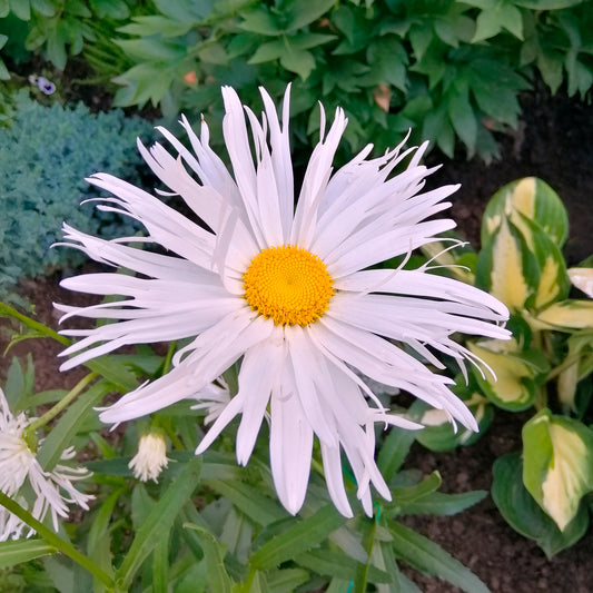 Margriet 'Sweet Daisy Rebecca' - Bakker