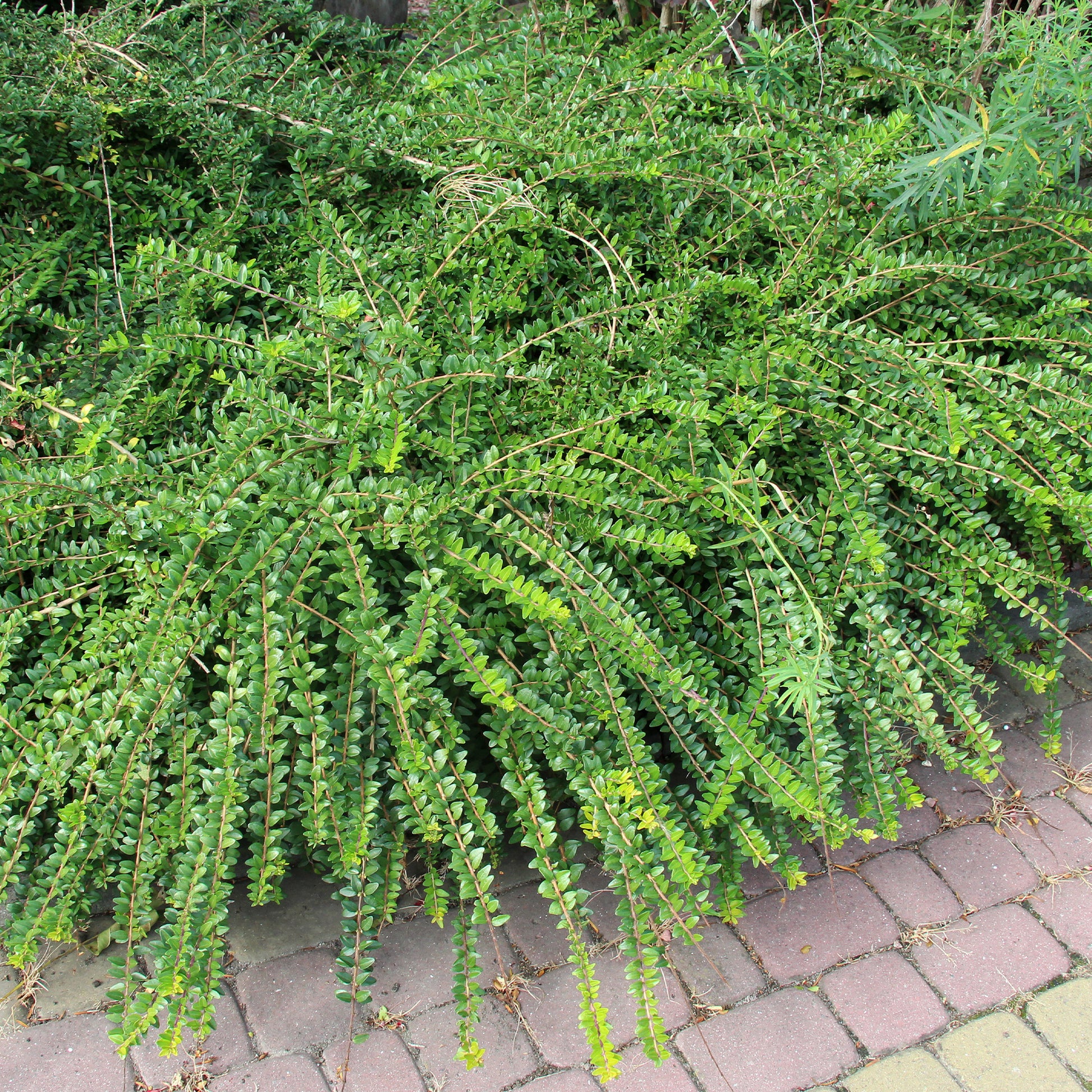 Struikkamperfoelie - Lonicera pileata - Bakker