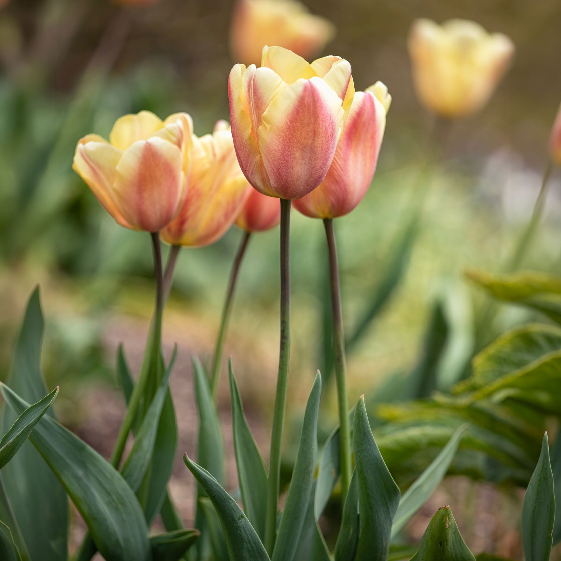 Tulpen Triomphe Apricot Foxx - Tulipa 'apricot foxx' - Bakker