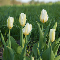 Tulpen Fosteriana Purissima - Tulpen - Bakker