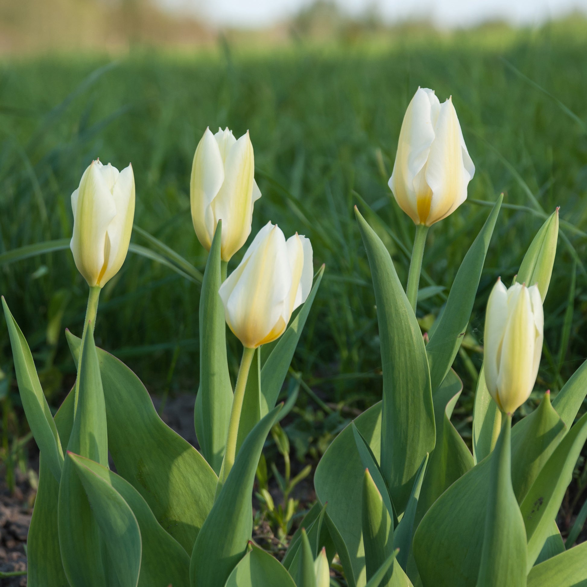 Tulpen Fosteriana Purissima - Tulpen - Bakker