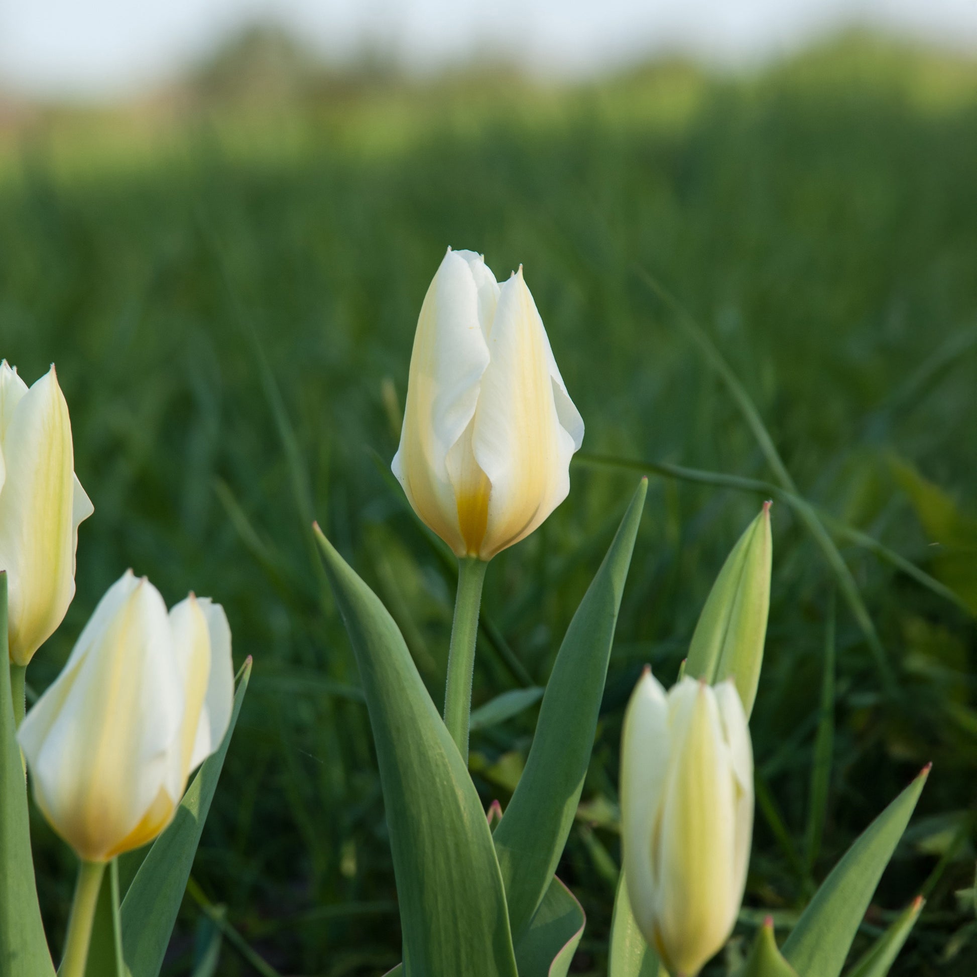 Tulpen Fosteriana Purissima - Tulipa 'purissima' - Bakker