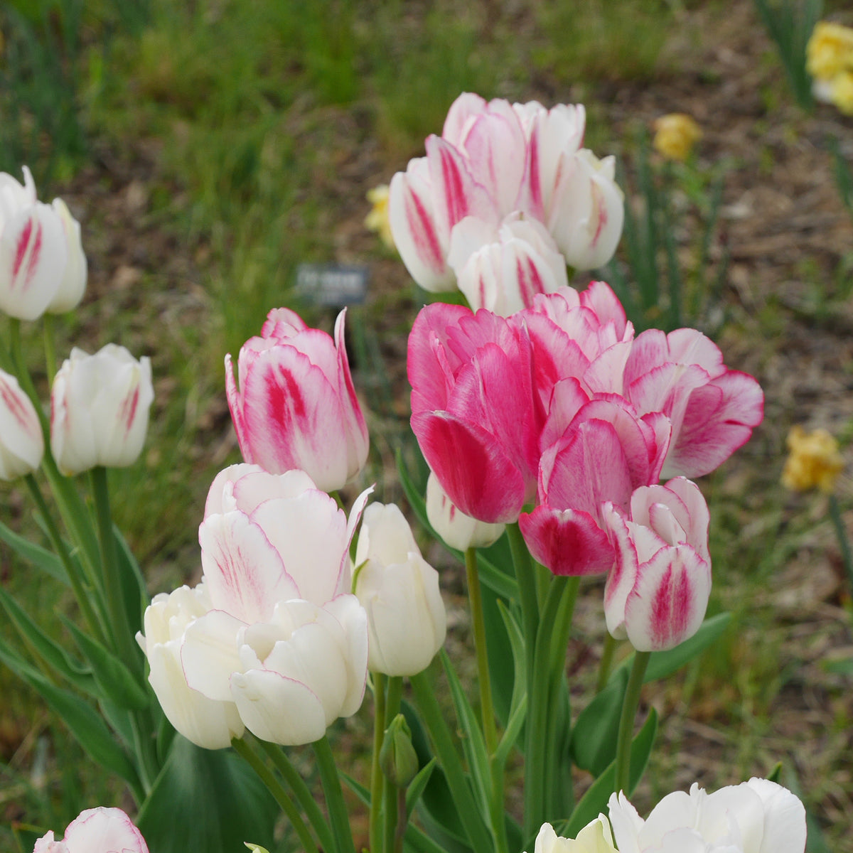 Tulpen Pluriflores Candy Club - Bakker