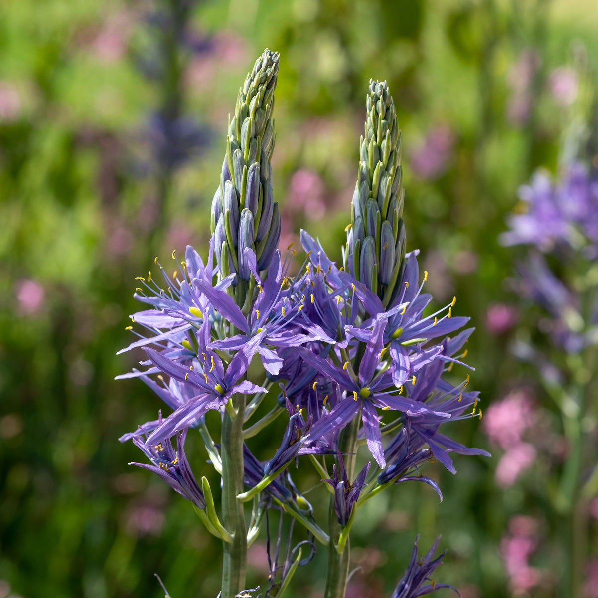 Blauwe Leichtlins camassia's - Camassia leichtlinii suksdorfii - Bakker