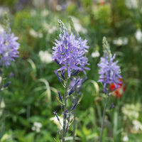 Voorjaarsbloeiers - Blauwe Leichtlins camassia's - Camassia leichtlinii suksdorfii
