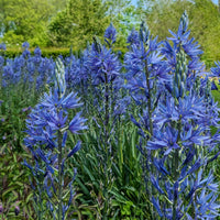 Verkoop Blauwe Leichtlins camassia's - Camassia leichtlinii suksdorfii