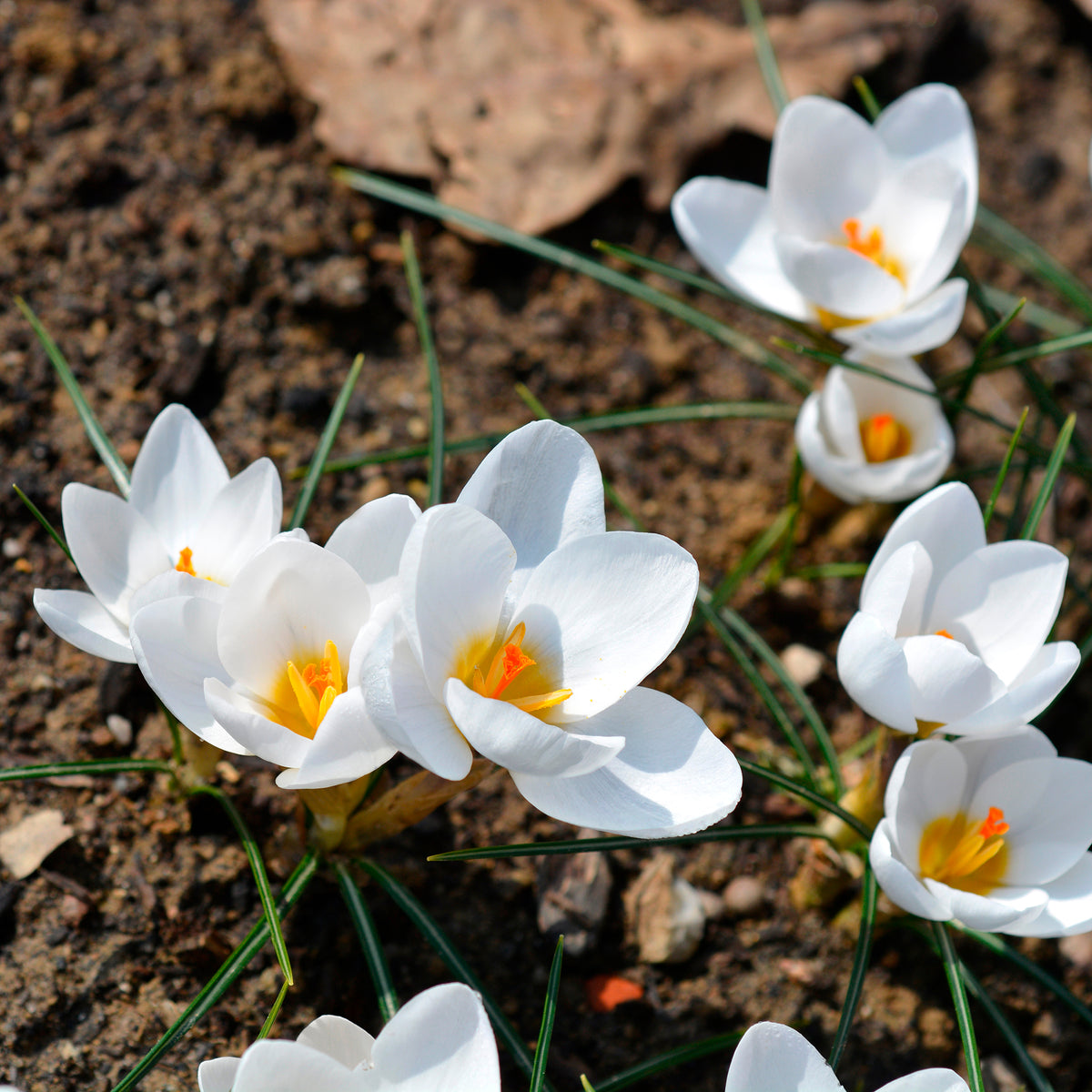 Crocussen Ard Schenk - Crocus Ard Schenk - Bakker