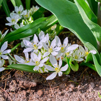 Verkoop Crocussen Ard Schenk
