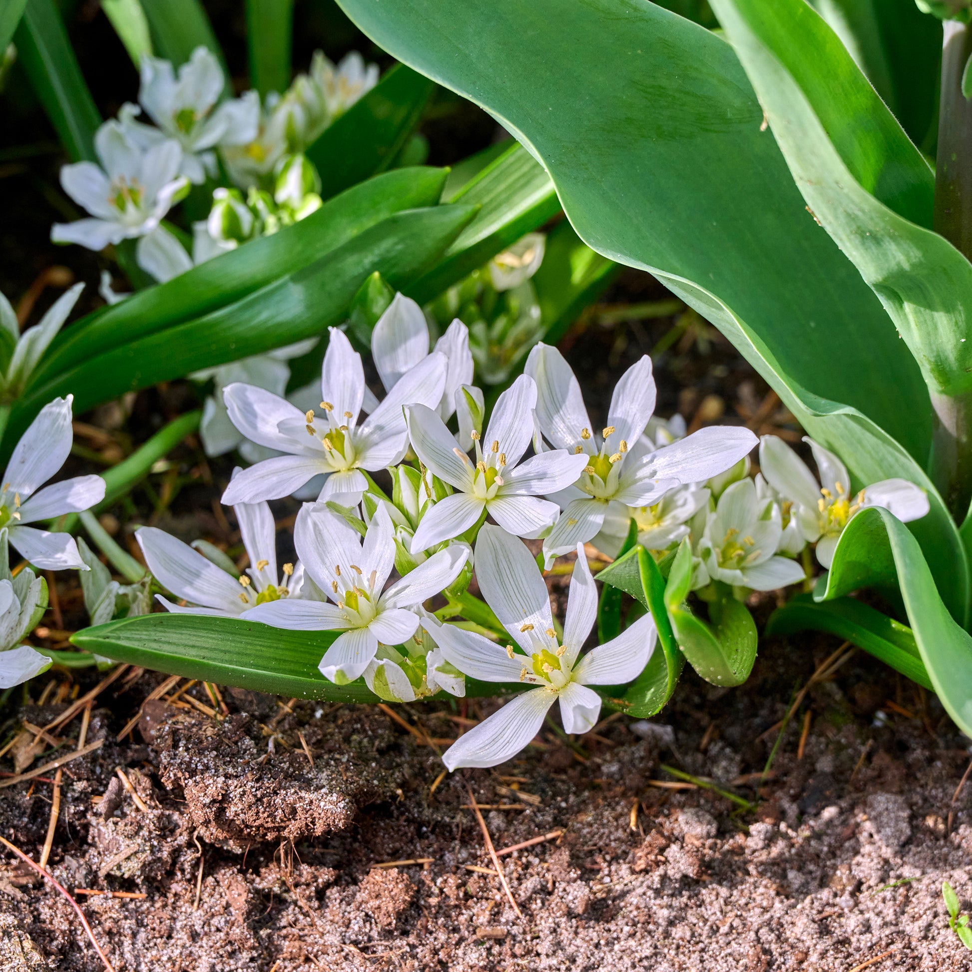 Verkoop Crocussen Ard Schenk