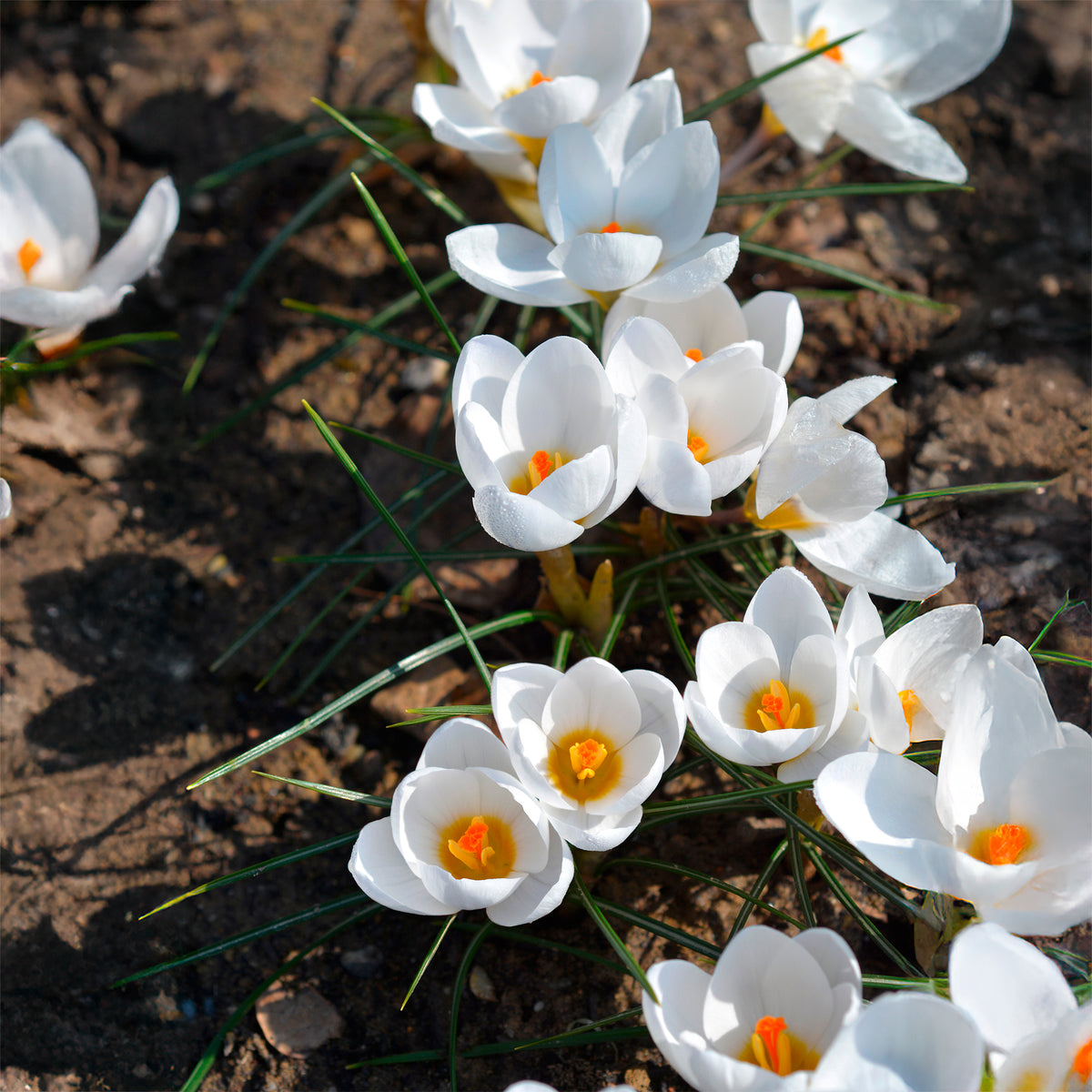 Verkoop Crocussen Ard Schenk - Crocus Ard Schenk