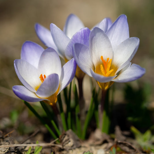 Crocussen Blue Pearl