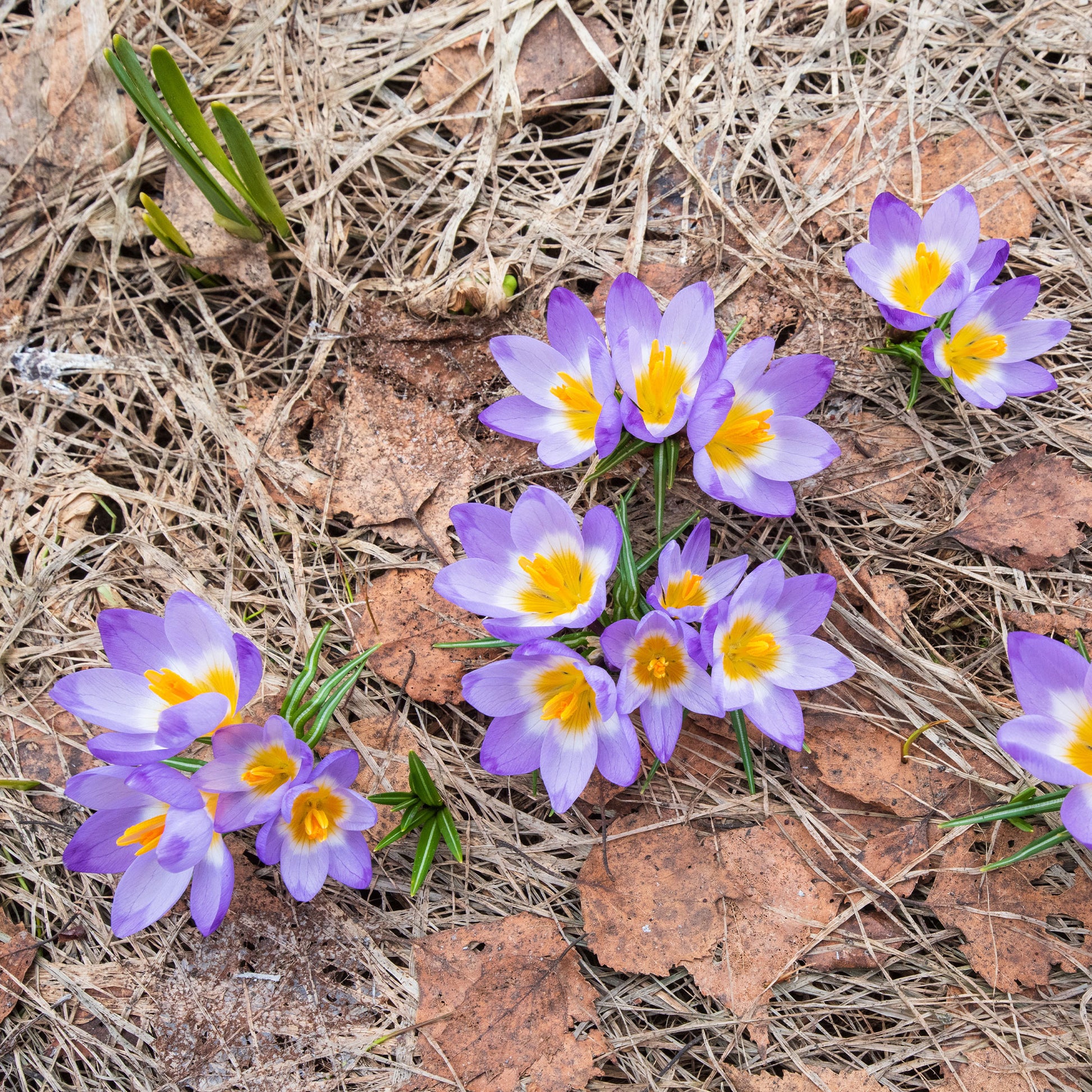Prachtige Crocussen Tricolor - Bakker