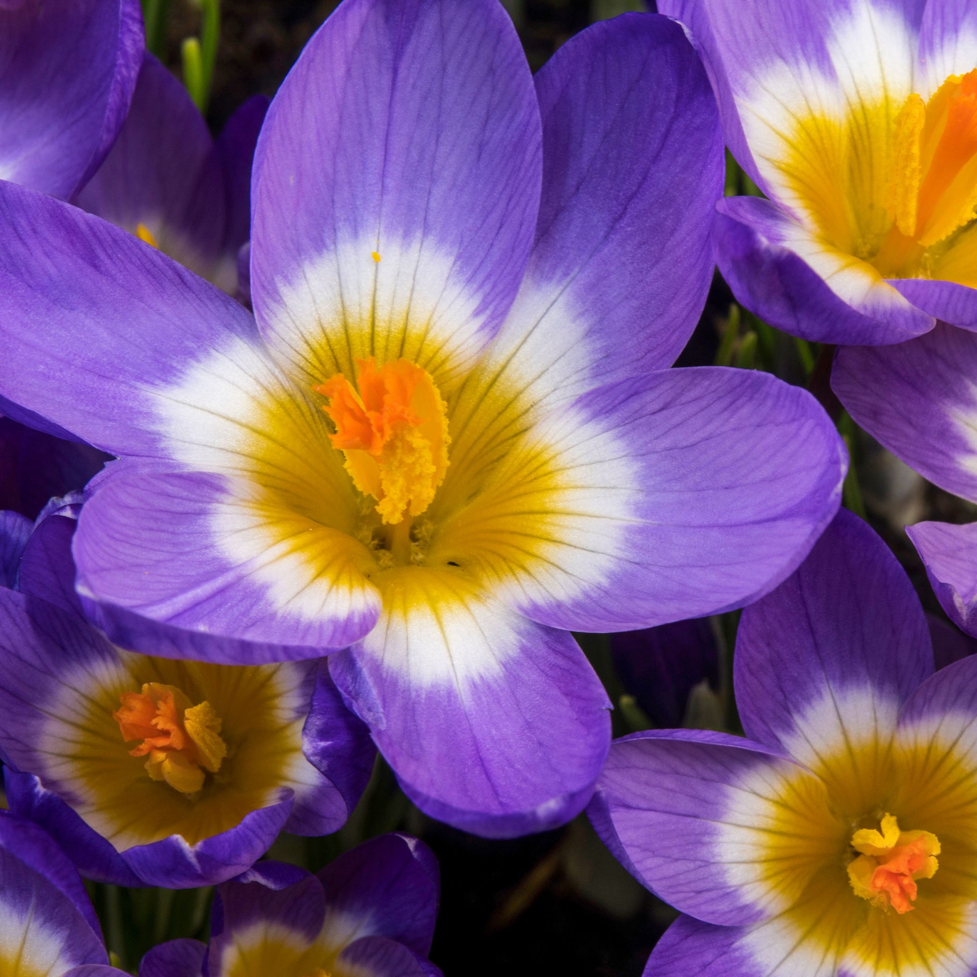 Crocus nivalis 'tricolor' - Prachtige Crocussen Tricolor - Krokus