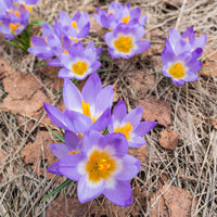 Prachtige Crocussen Tricolor - Crocus nivalis 'tricolor' - Bakker