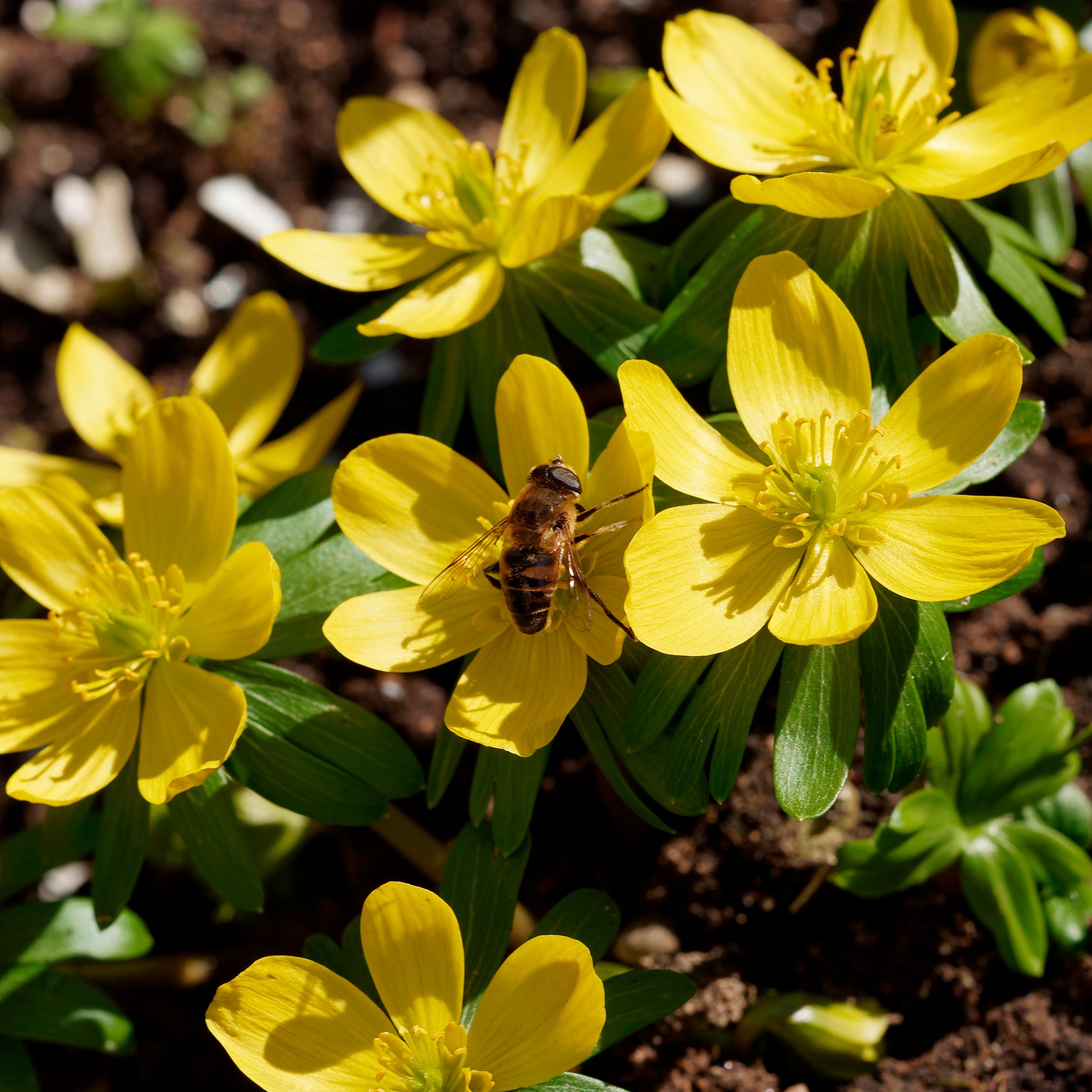 Verkoop Helleborussen - Eranthis hyemalis