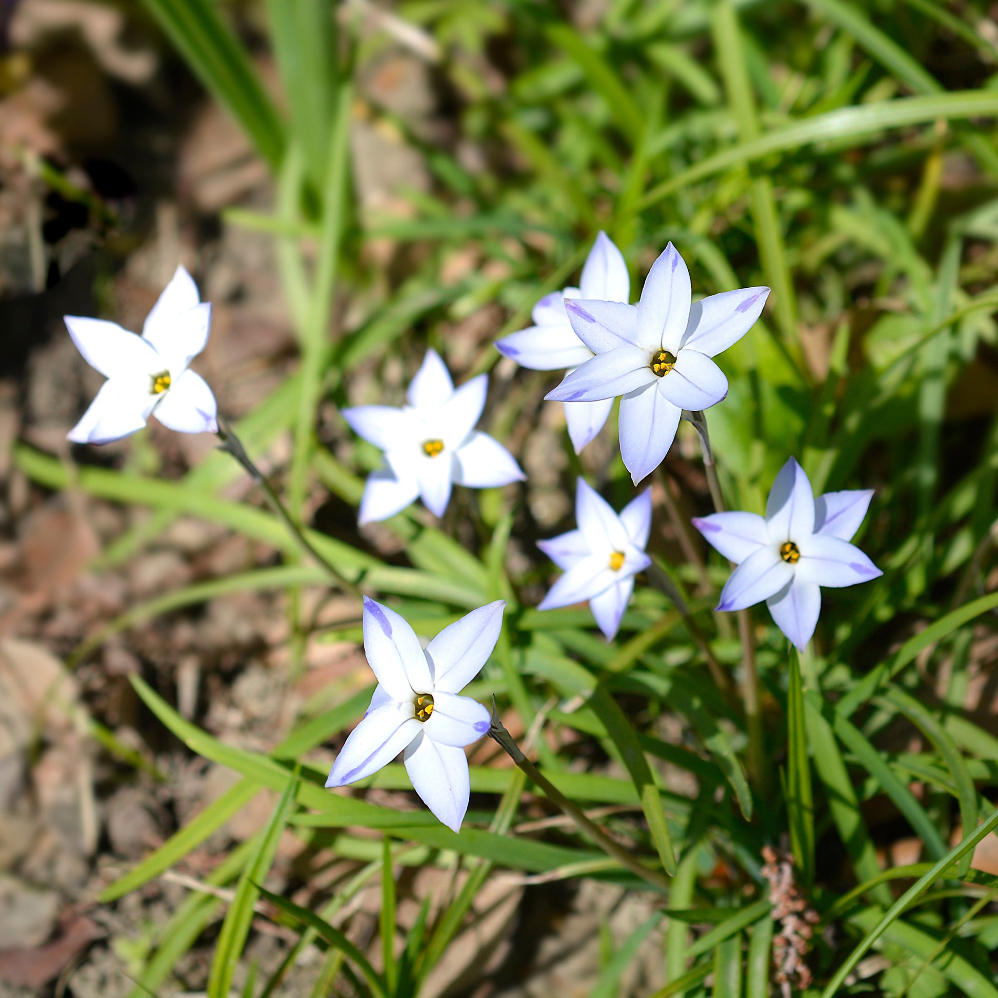 Voorjaarsbloeiers - Wisley Blue Lentesterren - Ipheion uniflorum 'wisley blue'