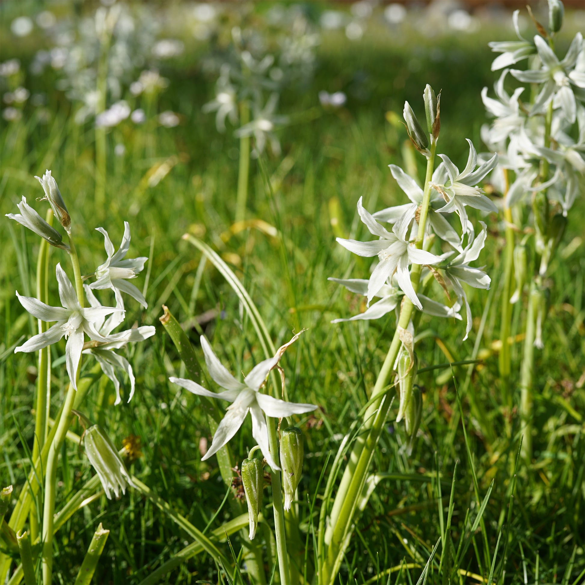 Voorjaarsbloeiers - Kaapse Vogelmelk - Ornithogalum Saundersiae